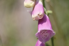 Foxglove