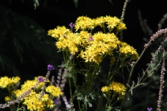 Ragwort