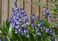 blubells