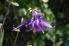 columbine