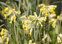 cowslips