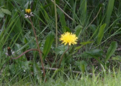 dandelion