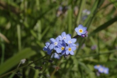 forgetmenot